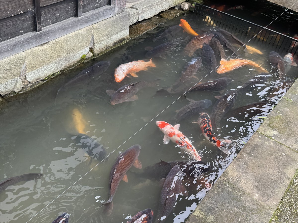 なしろ(エビフリャー🦐) tweet media