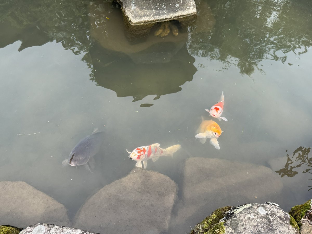 なしろ(エビフリャー🦐) tweet media