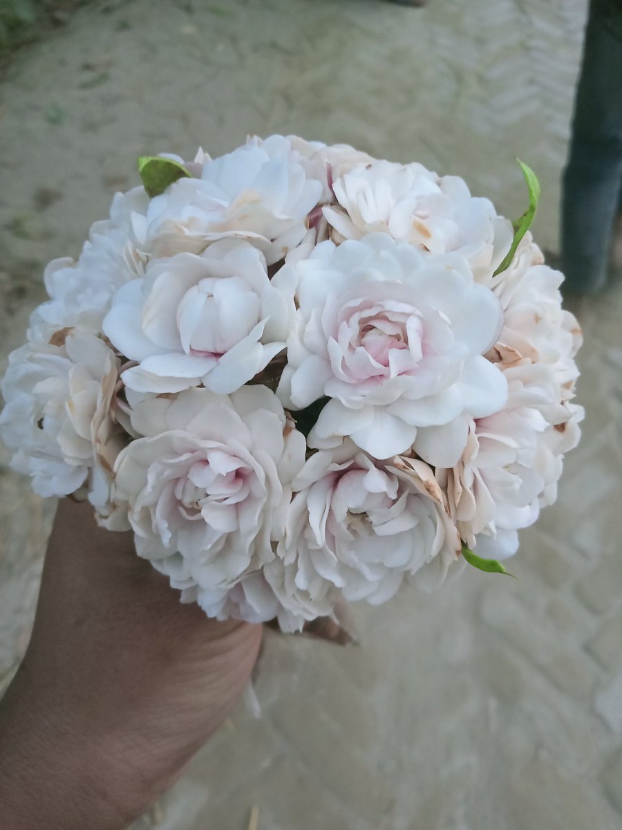 BMSAKIB8's tweet photo. To all my follower for you 💐 হাজারগোলাপ (Thousand Roses) https://t.co/RbR5yRrTCn