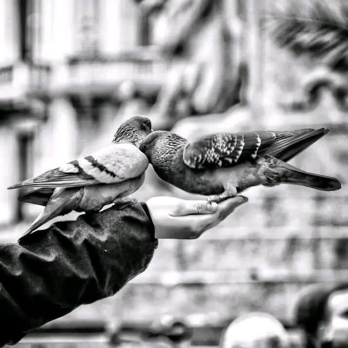أحاسيس مرهفه ^_^ tweet media