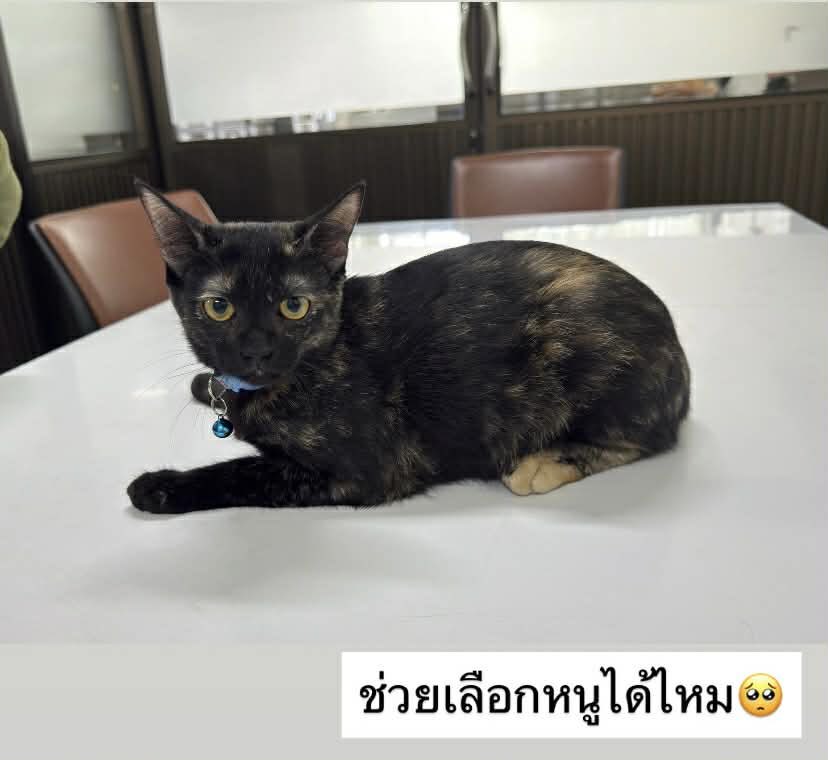 Catster & Co บ้านพักพิงแมวจร tweet media