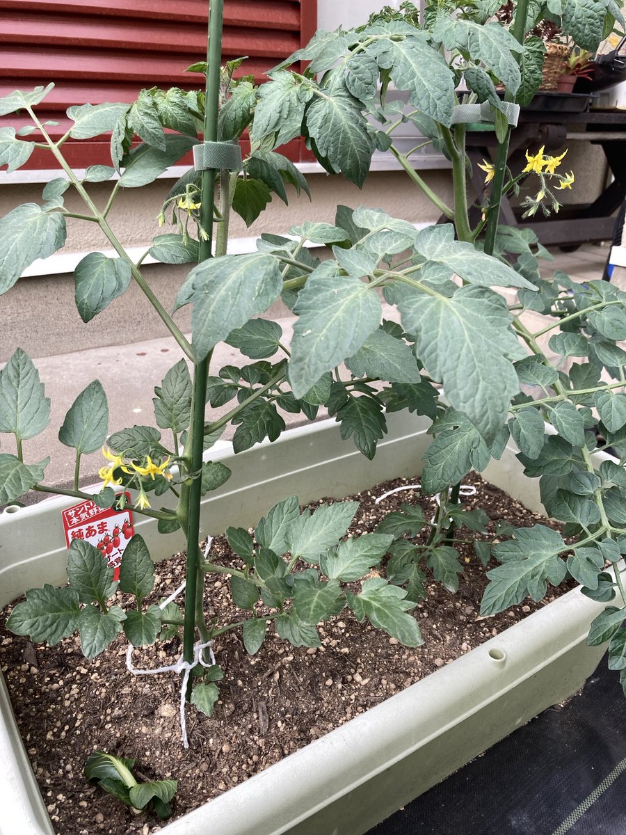 take_take32's tweet photo. ミニトマトを植えました🍅 https://t.co/CO42b8JOnK