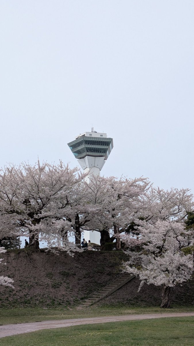 kenmei930's tweet photo. 忘れてた27日の五稜郭公園曇りだったので印象も薄かったのか載せるの忘れてましたわ。前回撮れてる事もあって一番の目的でもなかった。
 #五稜郭公園
 #五稜郭タワー
 #桜
 #桜まつり
 #函館市 https://t.co/4NudydMD1P