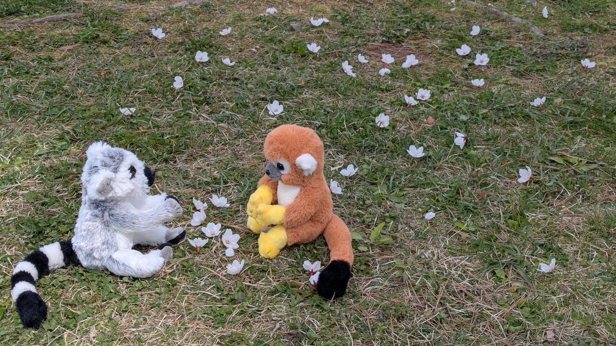 kenmei930's tweet photo. 忘れてた27日の五稜郭公園曇りだったので印象も薄かったのか載せるの忘れてましたわ。前回撮れてる事もあって一番の目的でもなかった。
 #五稜郭公園
 #五稜郭タワー
 #桜
 #桜まつり
 #函館市 https://t.co/4NudydMD1P
