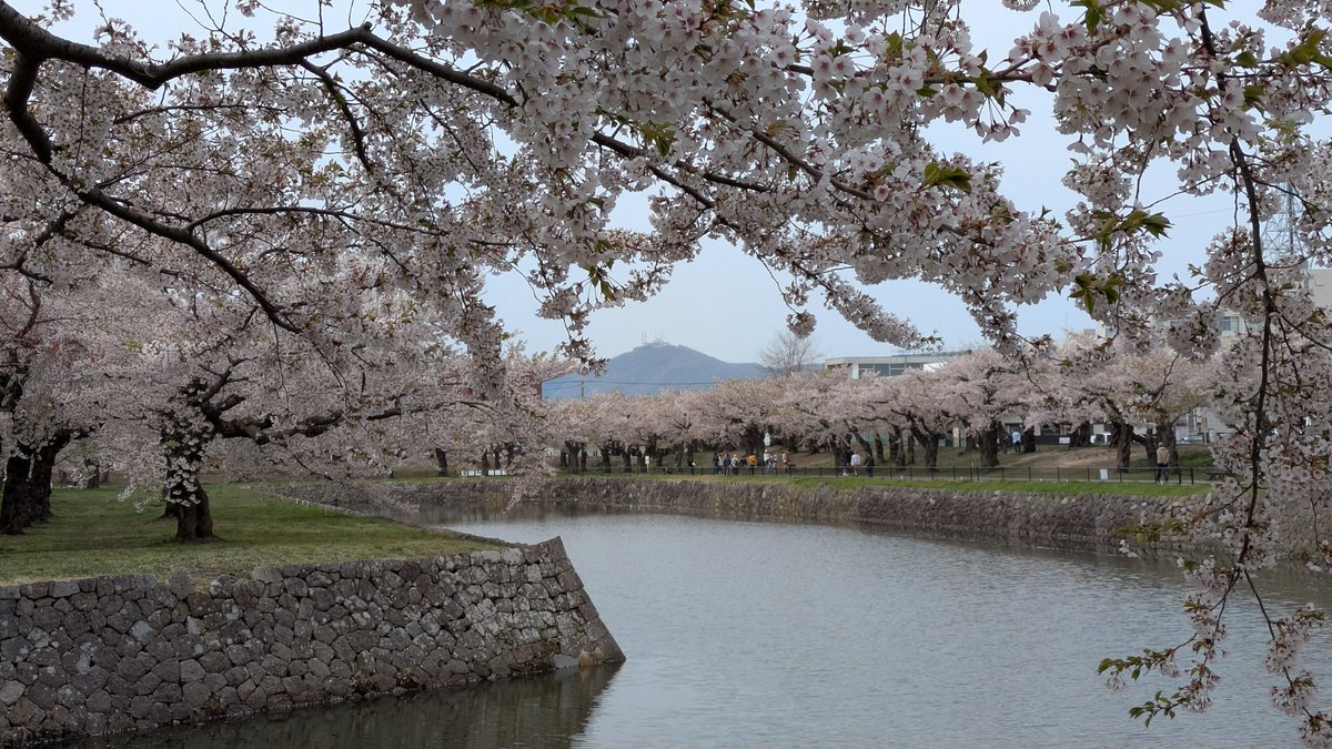 kenmei930's tweet photo. 忘れてた27日の五稜郭公園曇りだったので印象も薄かったのか載せるの忘れてましたわ。前回撮れてる事もあって一番の目的でもなかった。
 #五稜郭公園
 #五稜郭タワー
 #桜
 #桜まつり
 #函館市 https://t.co/4NudydMD1P