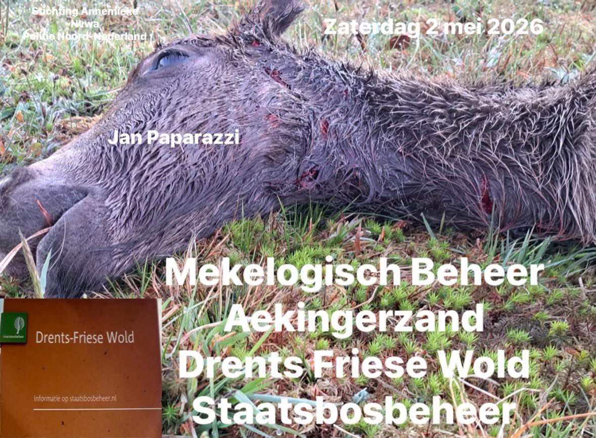 AvanStraaten's tweet photo. Daar lig je dan…….

Nog maar net op de wereld. Kwetsbaar en onschuldig. En volledig afhankelijk van de zorg van mensen die jou hadden moeten beschermen, maar die bescherming was er niet. En is er ook nooit geweest! Naar willens en weten blootgesteld aan een experiment in een wolvengebied. 

Dit veulen lag in het Aekingerzand, Drents-Friese Wold (Staatsbosbeheer).
Eigendom van Mekelogisch Beheer.

Dit is geen incident meer. Dit is het gevolg van keuzes. Keuzes waarbij risico’s bekend waren en tóch zijn geaccepteerd.

De eigenaar heeft een voorbeeldfunctie en is wolvenconsulent van de provincies Drenthe en Fryslân en wordt betaald vanuit overheidsgelden om dierhouders te adviseren over zogenaamde wolfwerende rasters die geen moer helpen. Juist dan mag verwacht worden dat dieren wél effectief beschermd worden.

De werkelijkheid laat iets anders zien.

Ondertussen wordt er vergaderd, geschreven, gewaarschuwd, maar hier, op de grond, ligt de realiteit.

Een veulen met de gehouden status van een eigenaar die compleet schijt heeft aan de wet! 

Hoeveel nog? Hoeveel dieren moeten er nog sterven, voordat er wél wordt ingegrepen door de NVWA, die een structurele zware overtreding heeft geconstateerd. 

Op welk moment acht de NVWA de situatie wél ernstig genoeg voor ingrijpen? En acht de NVWA zichzelf (mede)verantwoordelijk voor verdere gruwelijk dierenleed, die ontstaat na vaststelling van de overtreding?

Dit had voorkomen kunnen worden.
Dit móet stoppen! 

Annemieke van Straaten
Stichting Annemieke

@_NVWA #drenthe #staatsbosbeheer #fryslan @HartvNL @telegraaf @RTLnieuws @RTVDrenthe @dvhn_nl @ProvDrenthe @provfryslan @stasLVVN