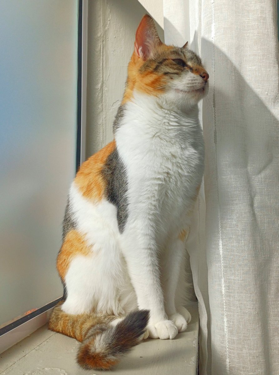 kitcatpuzzle's tweet photo. Statue 😼
#catstatue #pawtrait #petphotography #calicocuties #caturday
https://t.co/oMZCno4xez https://t.co/CsLhodApd1