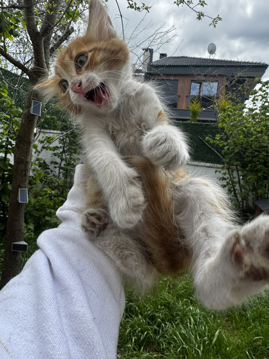 animallover tweet media