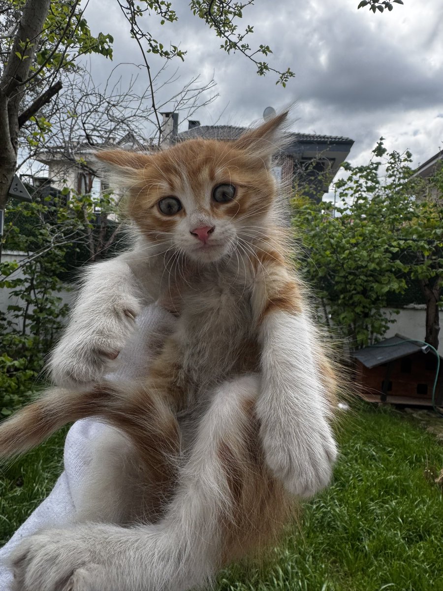 animallover tweet media