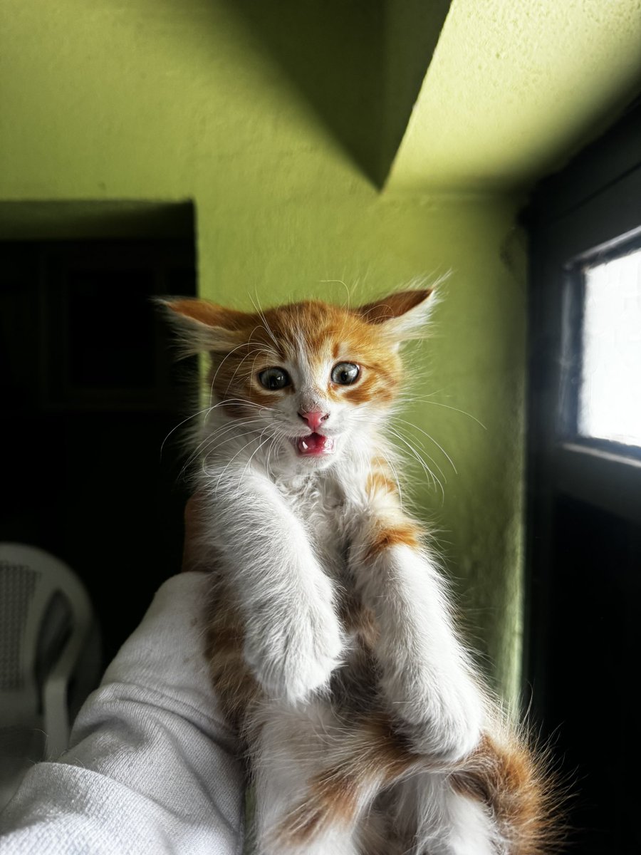 animallover tweet media