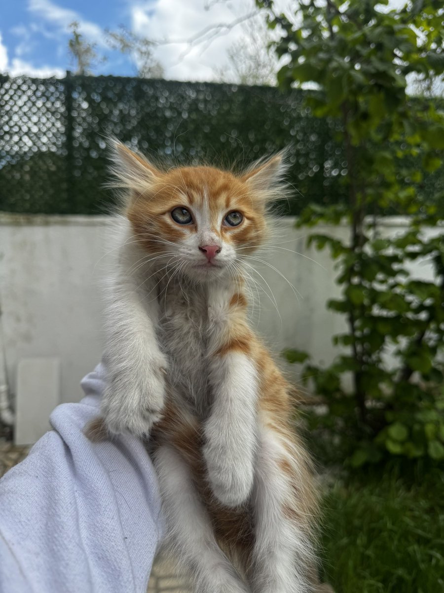 animallover tweet media