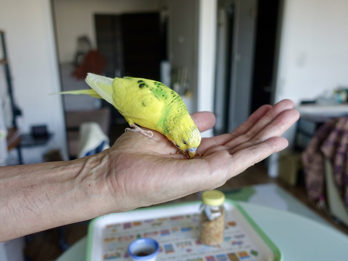 せきせいいんこ エクセル セキセイインコ 皮付き 600g | ペット用品（小動物・鳥・亀