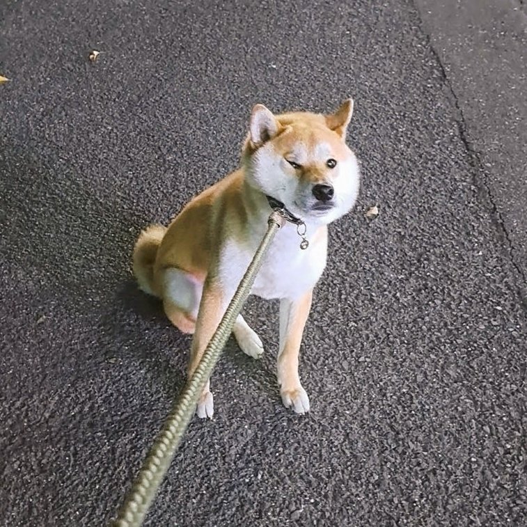 ノリきなコペン tweet media
