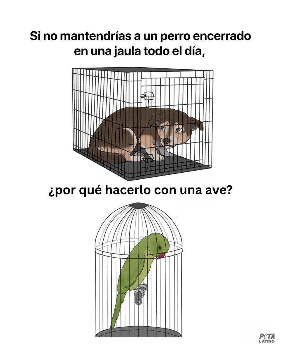 PETA_Latino's tweet photo. Nadie merece pasar su vida en una jaula 💔 Las aves son seres sociales y emocionales, nacidos para volar, explorar y experimentar el mundo. Sin embargo, con demasiada frecuencia se les utiliza como simple decoración viviente.

Sé amable con los pájaros. ¡Nunca los compres en tiendas de mascotas ni a criadores!
