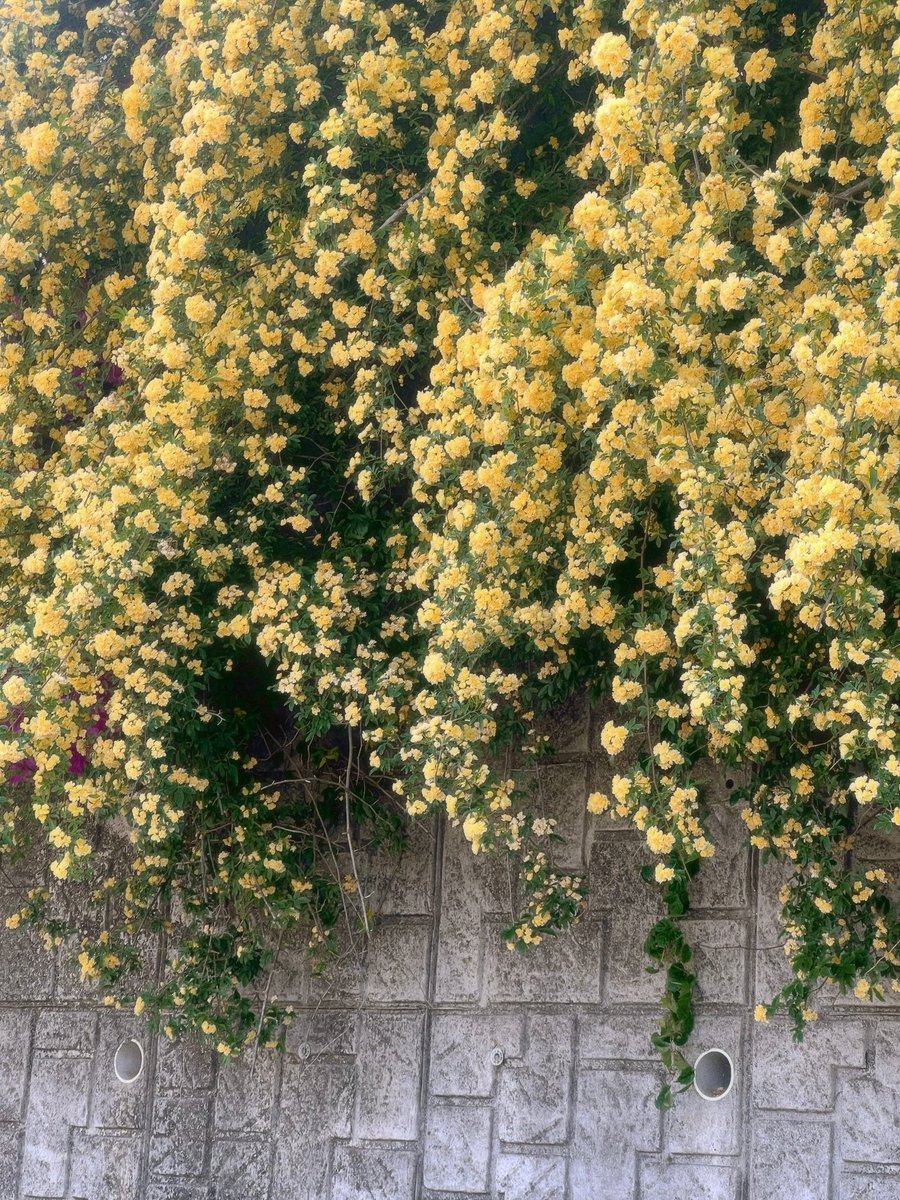 김풀잎 tweet media