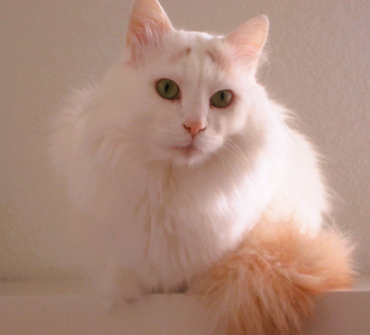 CatTulpan's tweet image. I appear in fewer photos than Orontes. This is because I often withdraw during the day. Orontes is always near the staff.
#Caterday #TurkishVanCats #CatsOfTwitter