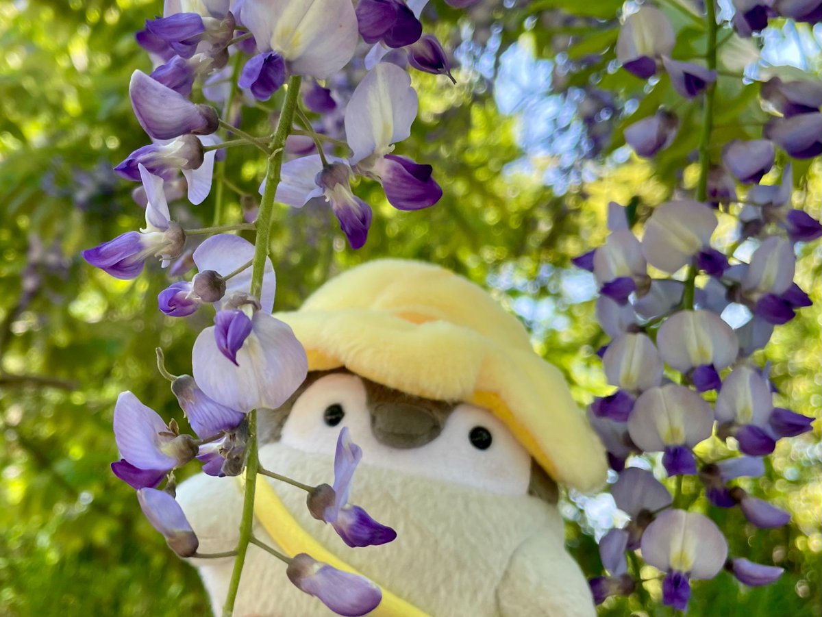 藤からコンニチハ✨