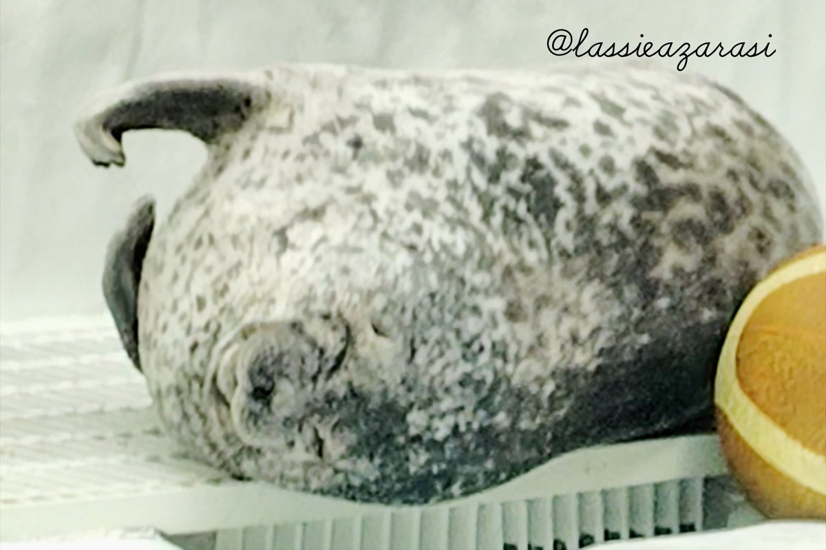 lassie99289125's tweet image. ユキちゃん Yuki
 #海遊館  #アザラシ  #seal