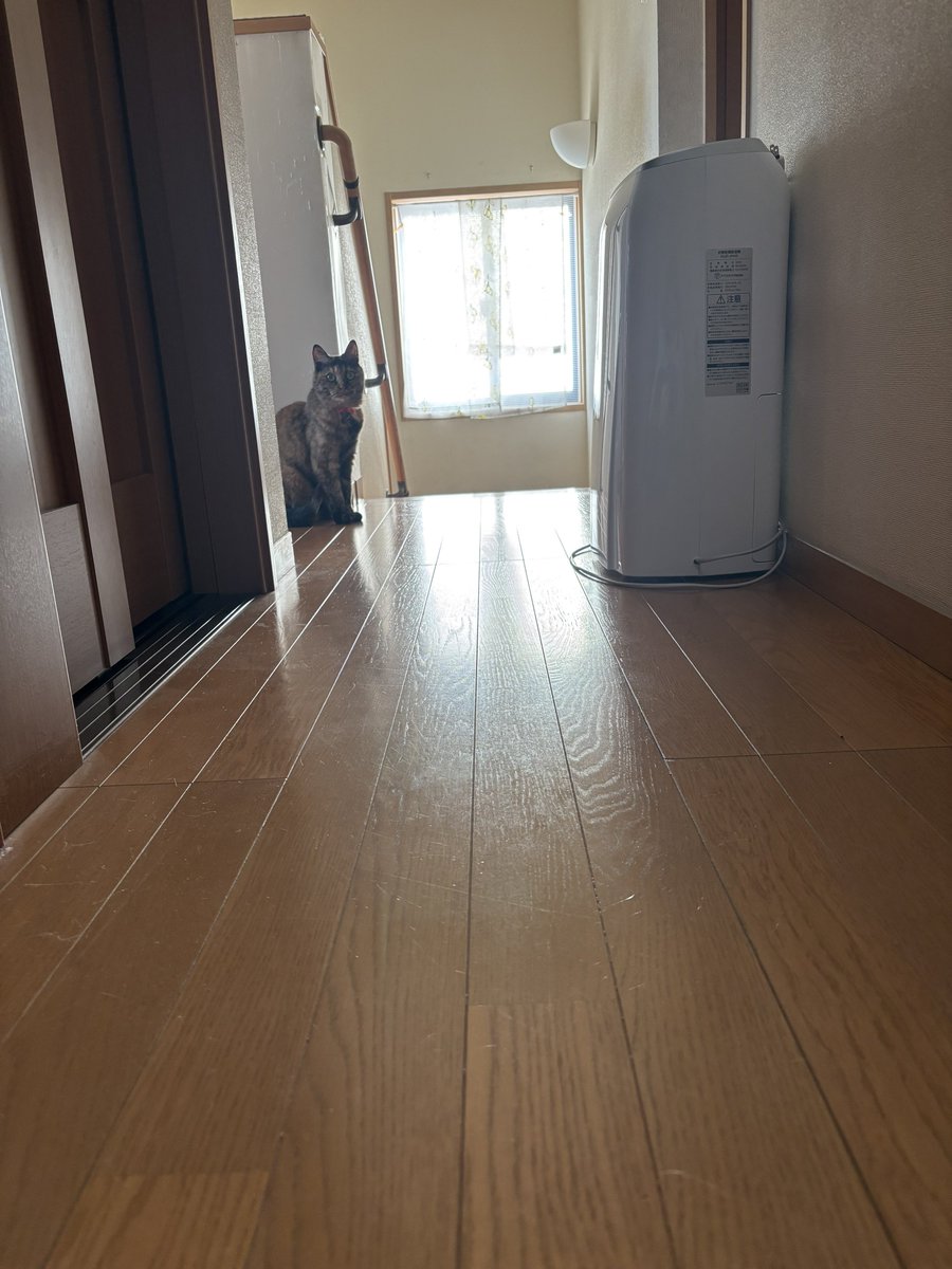 もみむぎ tweet media