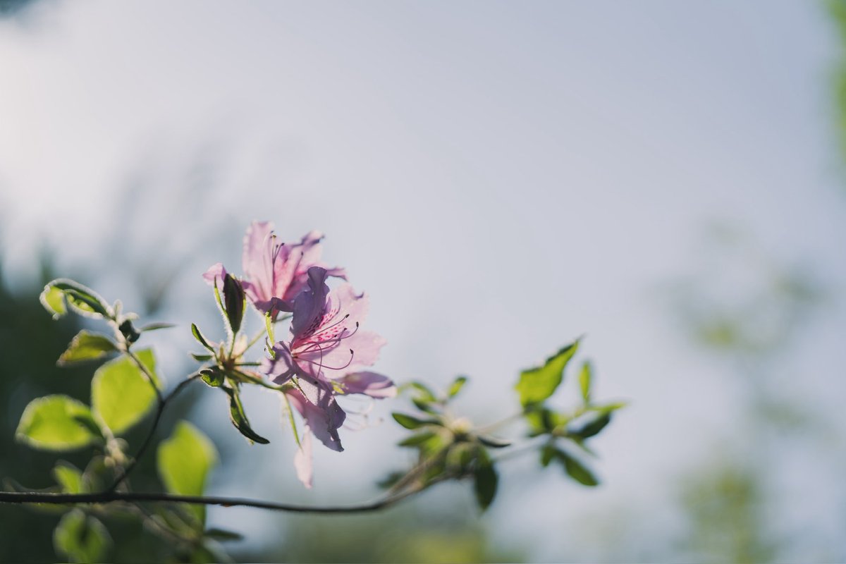 naugit6128's tweet photo. GW初日はフォトウォークからスタート。木漏れ日が心地良い朝だった。

α7RV
FE 50mm F1.4 GM https://t.co/aObO6L7kDo