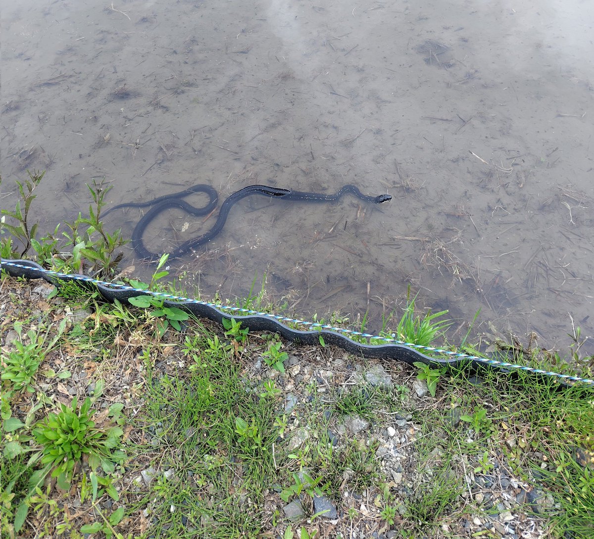 pheasant_tail's tweet photo. カラスヘビ（シマヘビの黒化型）を見るのは久しぶり。シマヘビと同等以上に気が荒いので、刺激しないように遠くから。 https://t.co/XJGHrWn2Vz
