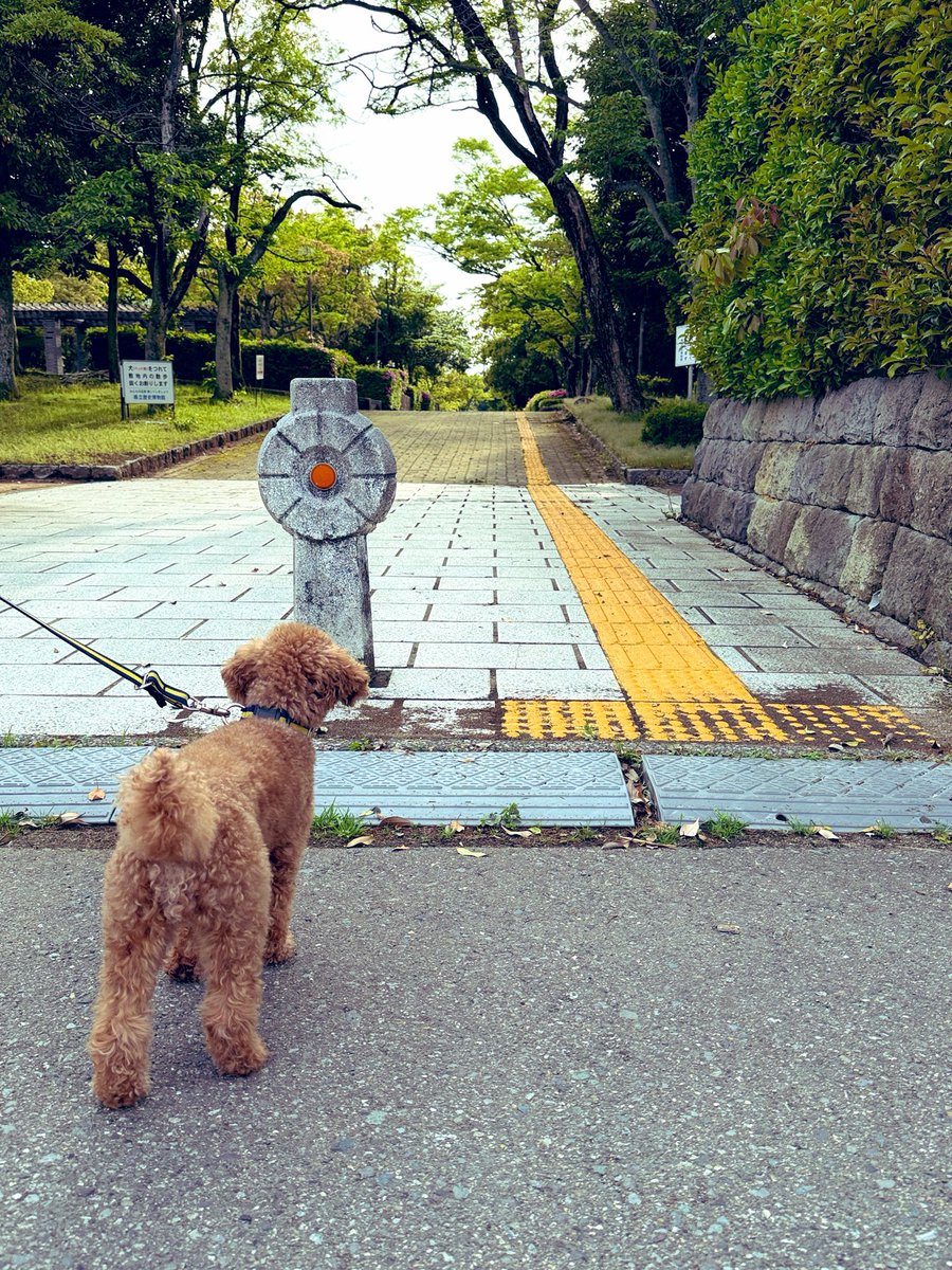 Hisashi Mari｜麻里 久 tweet media
