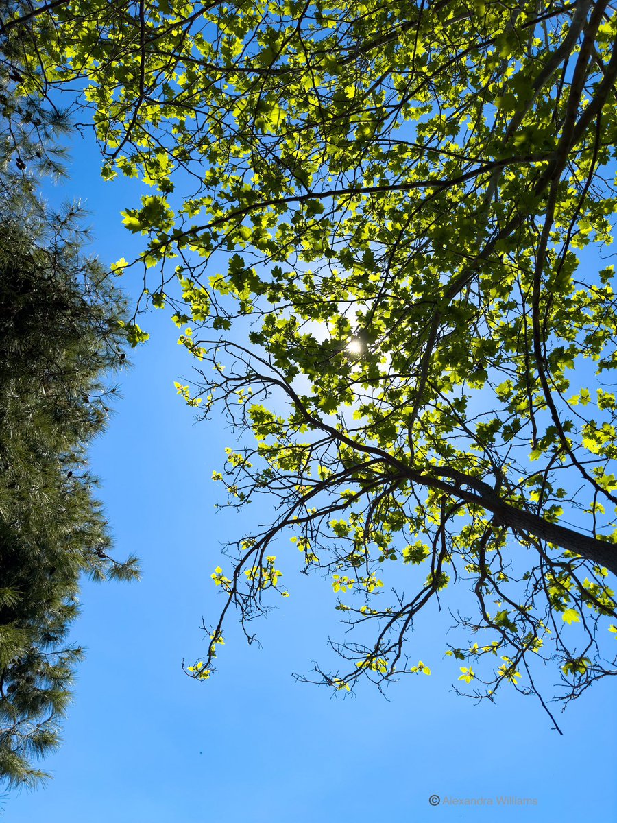 Nachokeys21's tweet image. Perfect skies &amp;amp; sunshine peeking through the leaves 🤍

#SaturdayVibes
