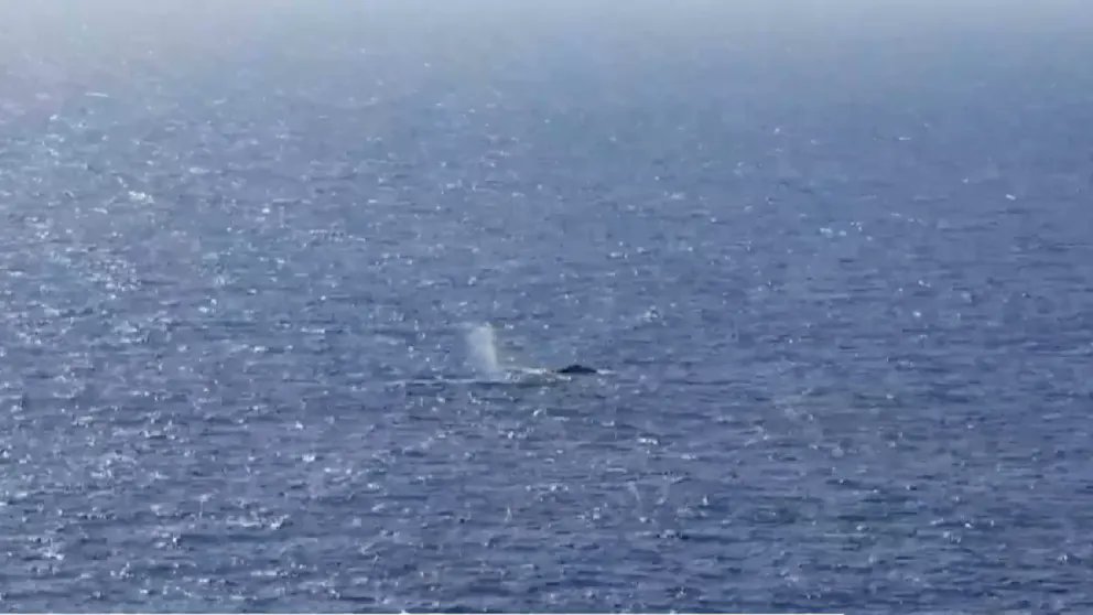 RealMiBaWi's tweet image. 'Es ist niemals falsch, das Richtige zu tun, und ganz sicher besser, als gar nichts zu tun.'

Danke an alle Retter und Sponsoren!!! 

#Timmy #humpback #Hope #Poel #Germany