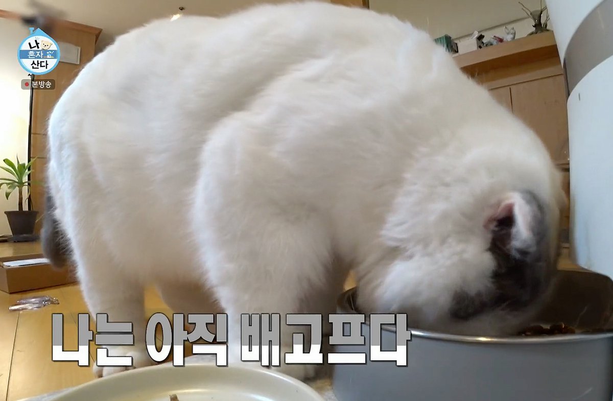안주전용자막 센스봐