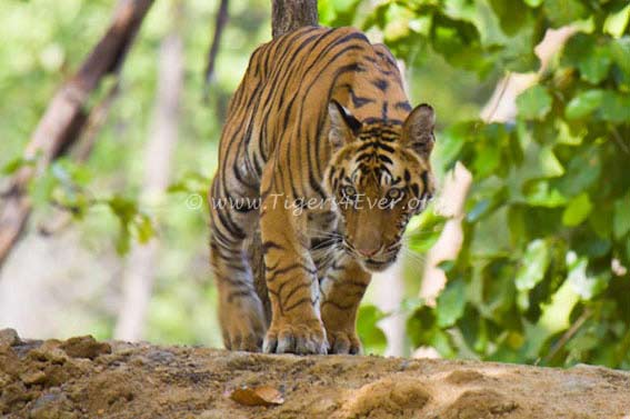 Tigers4Ever tweet media