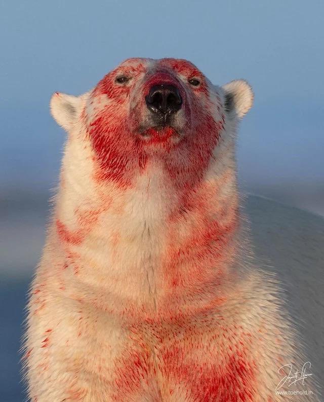 Polar Bear tweet media