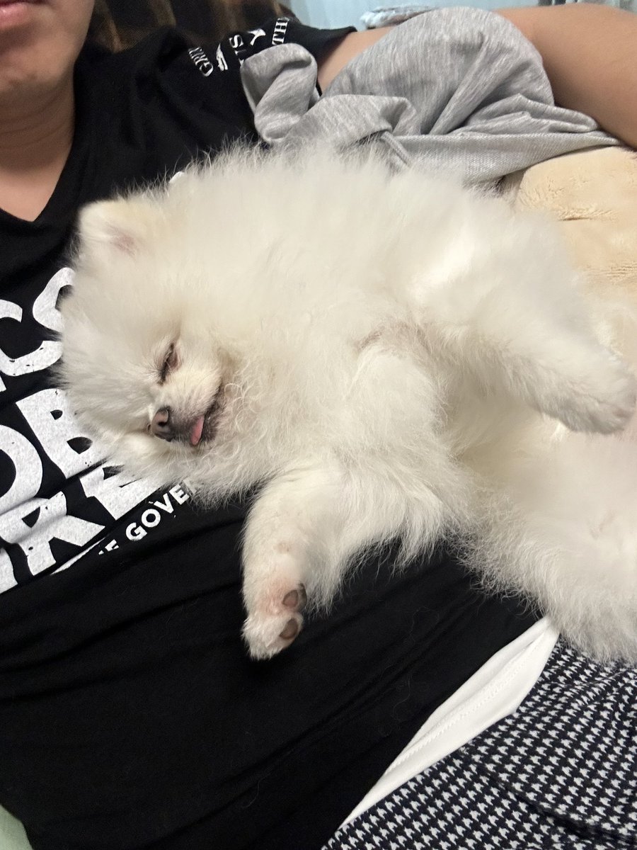 YMDCt's tweet photo. すやすやすやーな犬
ほんまこいつ人の事布団だと思ってると思う https://t.co/F47w8o7scQ