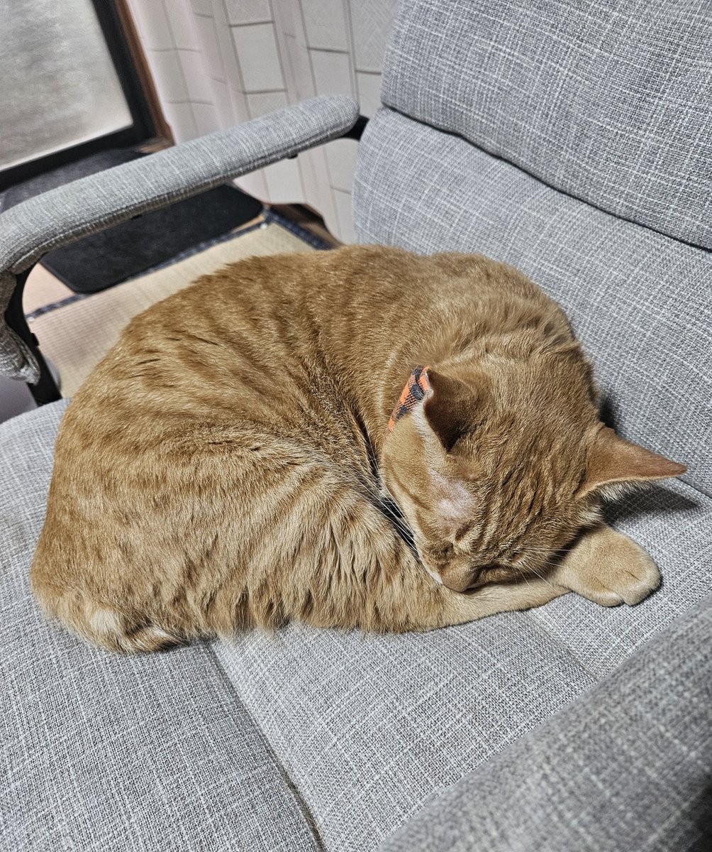 ニャンモニャイト #猫好きさんと繋がりたい #茶トラ #猫のいる暮らし