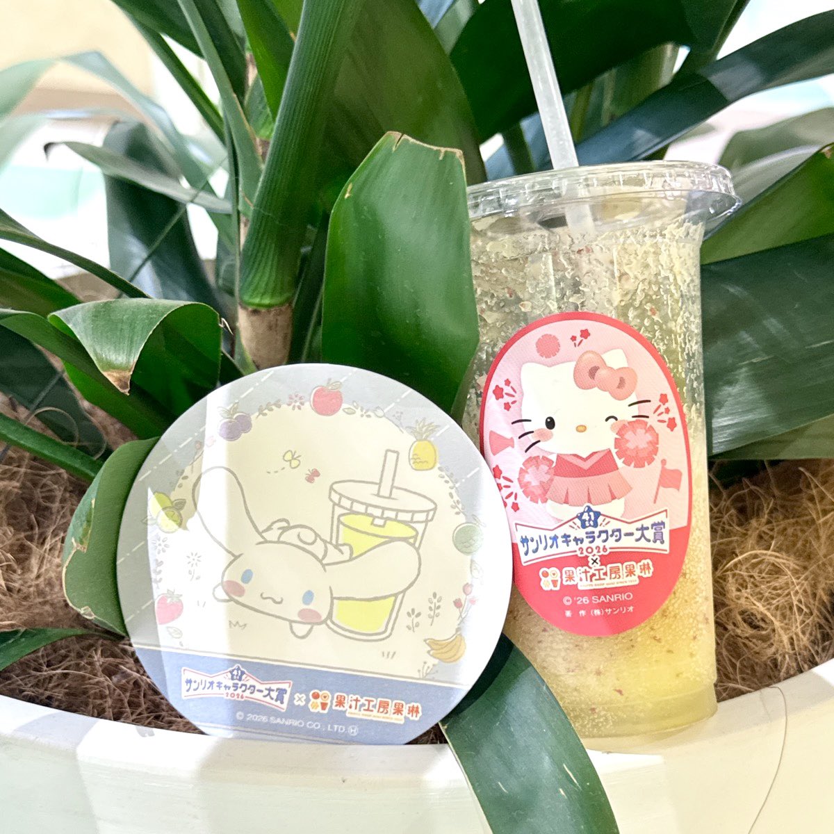 grmmy47's tweet photo. シナモンのコースターでたー！❀.(*´▽`*)❀.
 #サンリオキャラクター大賞2026  #果汁工房果琳 https://t.co/QMK40i9VWh