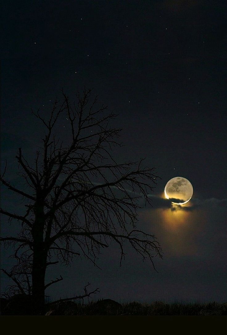 MOON tweet media