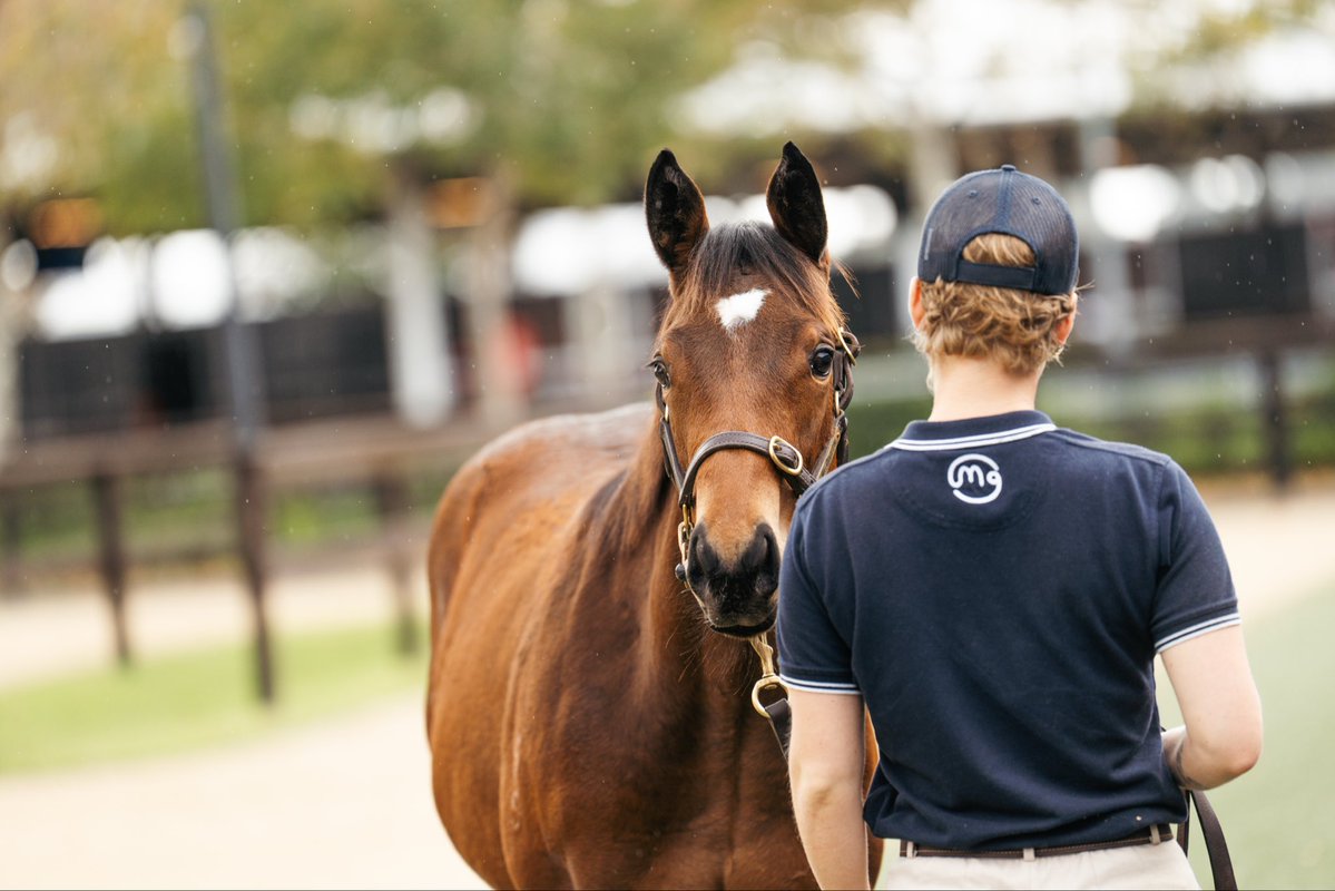 Mullaglass Stud tweet media