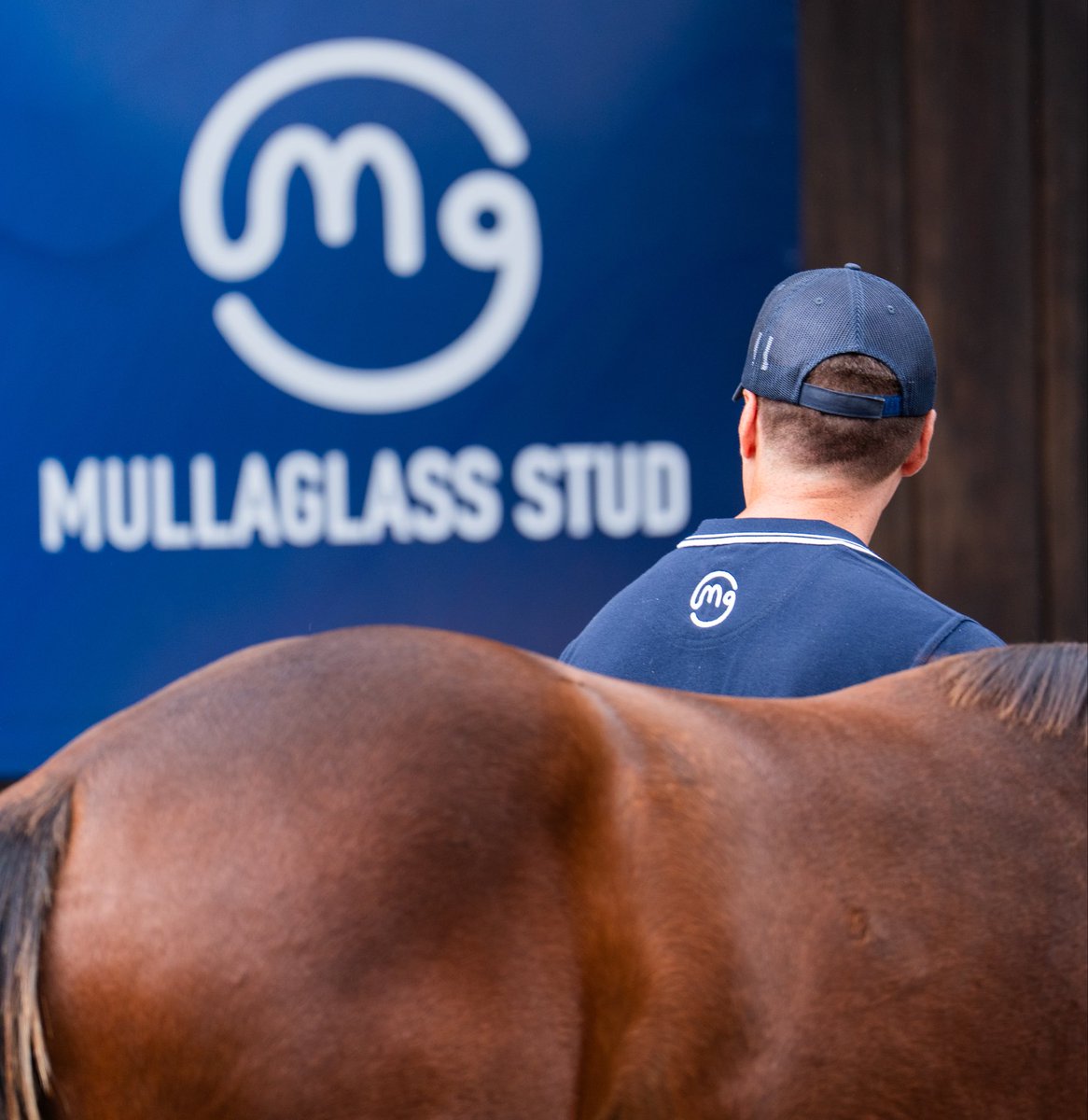 Mullaglass Stud tweet media