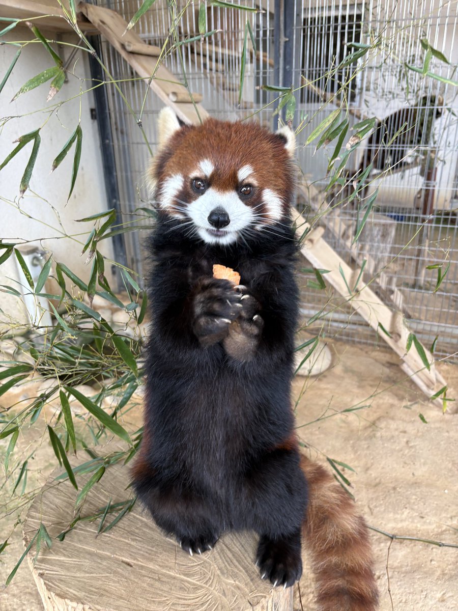 鯖江市西山動物園 tweet media