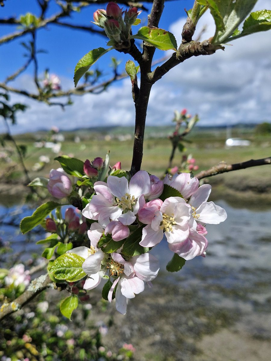 BrigidWalsh10's tweet image. 🎶Cherry pink and Apple blossom white 🎶 
#SaturdayMotivation
#NatureBeauty #Grateful #WeekendVibes 
#bankholidayweekend