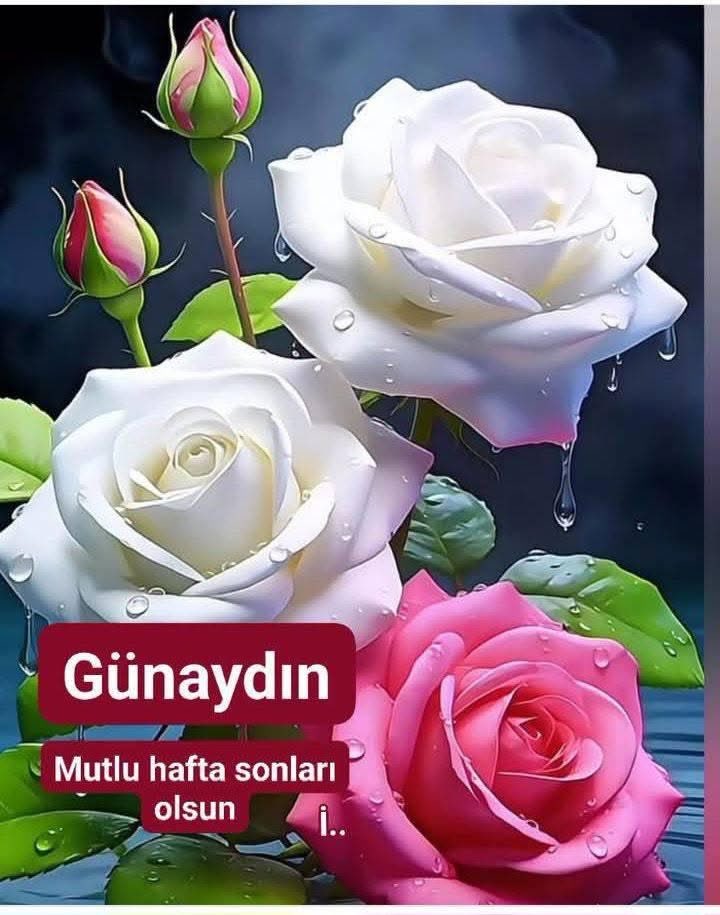 Bahri Şen tweet media