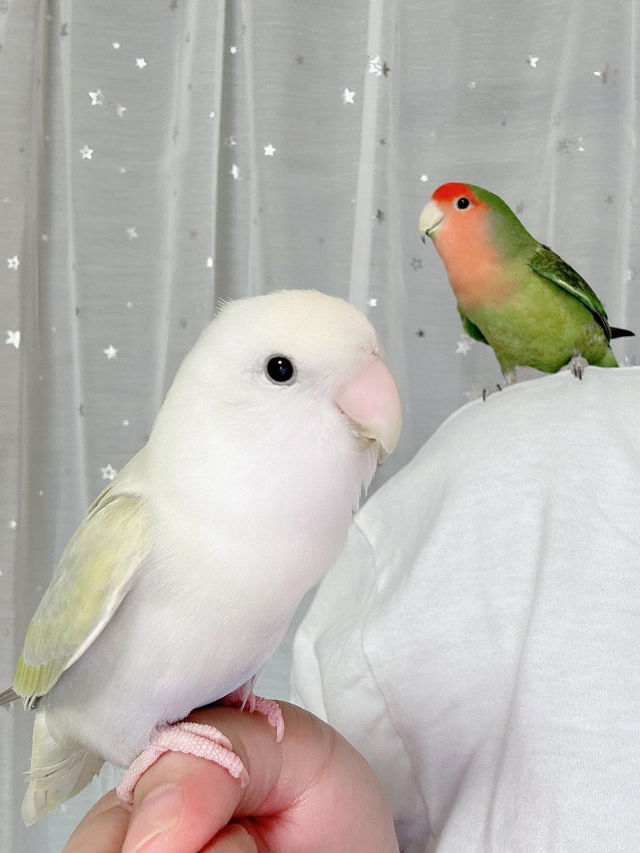 Haru tweet media