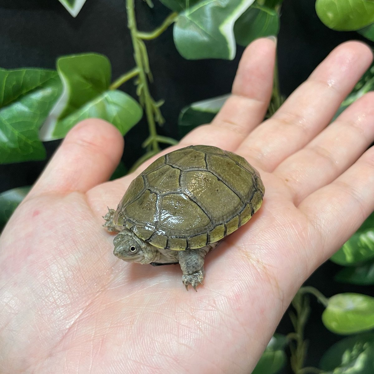 VIPPER_REP's tweet photo. キイロドロガメ
価格などの詳細はHPをご確認ください！
６日までのセール対象となります✨

https://t.co/njdOix0r26 https://t.co/eLsARiVS9Z