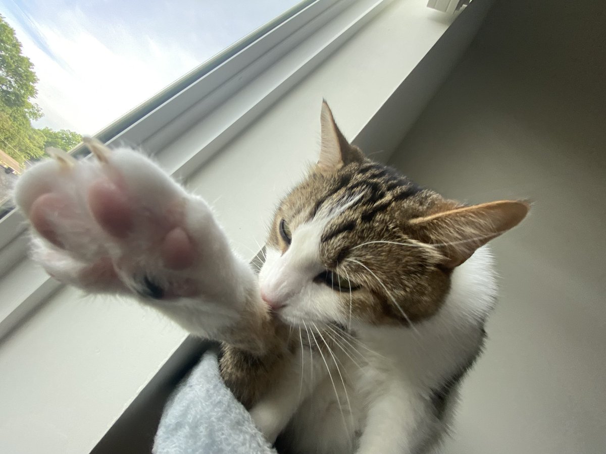 🖌️🐈 Knoo 🔜FWA 26 tweet media
