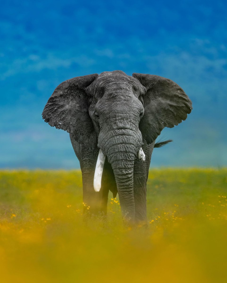 Visit Tanzania tweet media