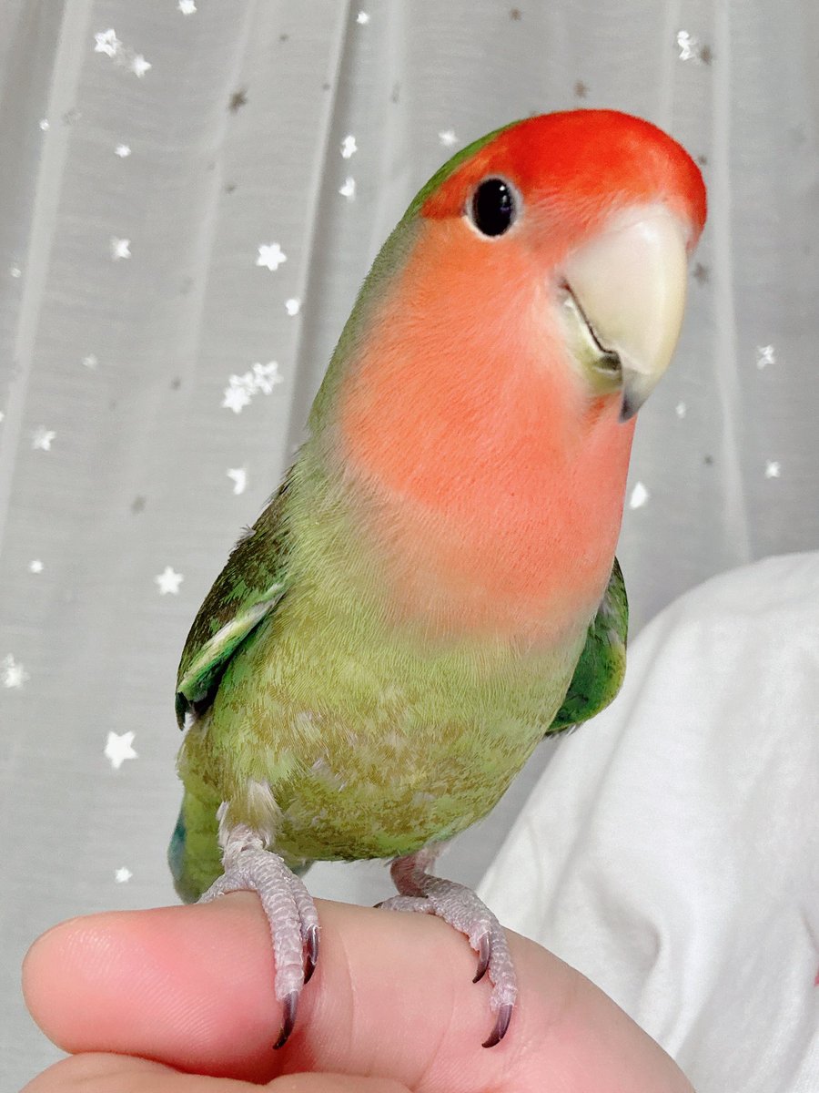 Haru tweet media
