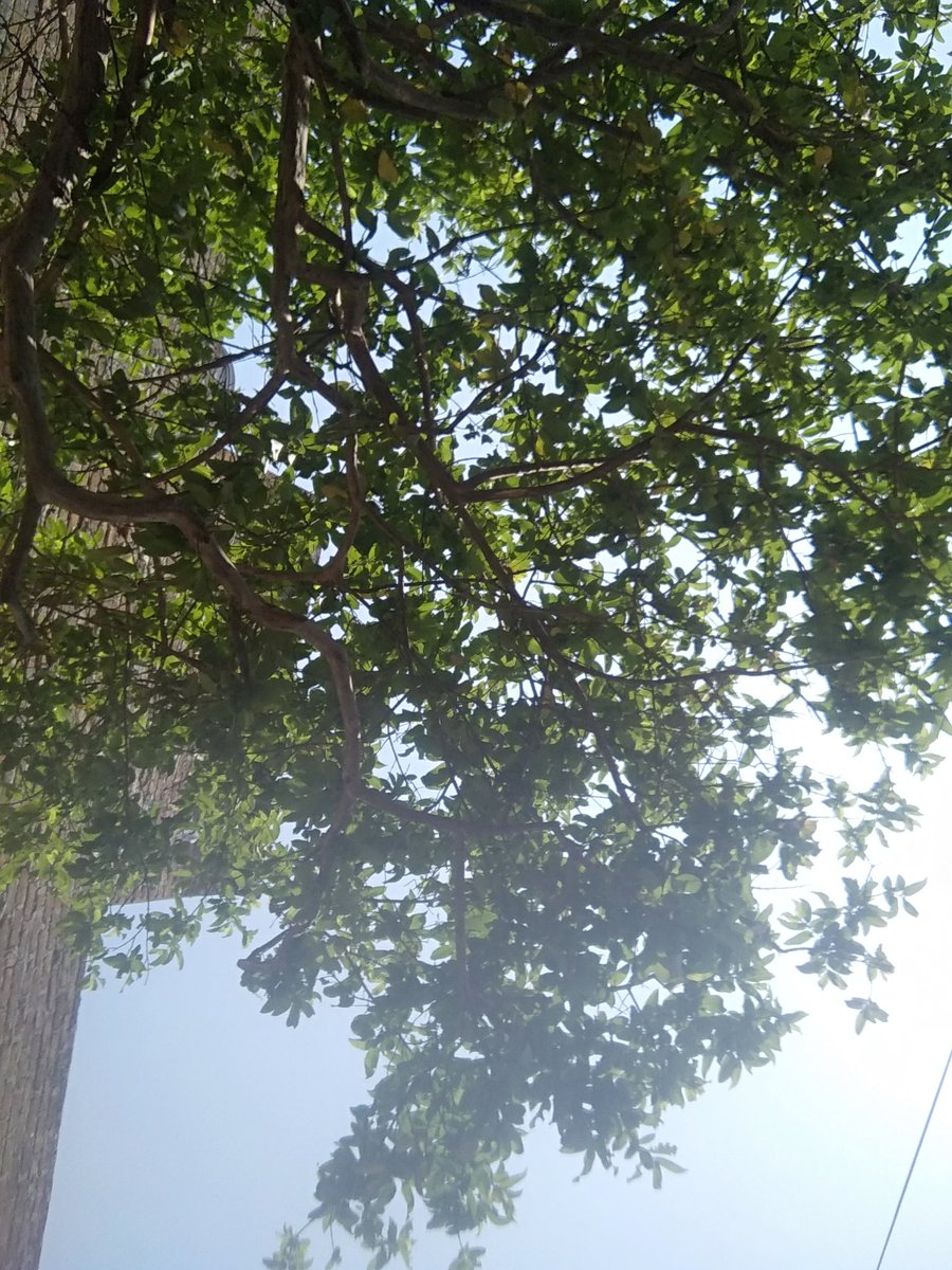 Kotajitu1994's tweet photo. घर से बाहर कदम रखा नहीं कि आंगन का नीम बुला लेता है 🌳
उसकी छांव में बिछी चारपाई, मटके का ठंडा पानी और दूर से आती कच्चे आम की खुशबू...
बस यहीं AC की जरूरत खत्म हो जाती है।
गांव की गर्मी में यही तो जन्नत है।
#AanganKaSukoon #GaonKiGarmi #NeemKiChhaya #DesiSummer https://t.co/SlflW7xoYE