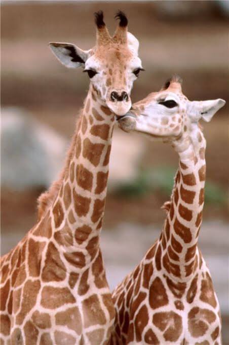 Giraffe tweet media