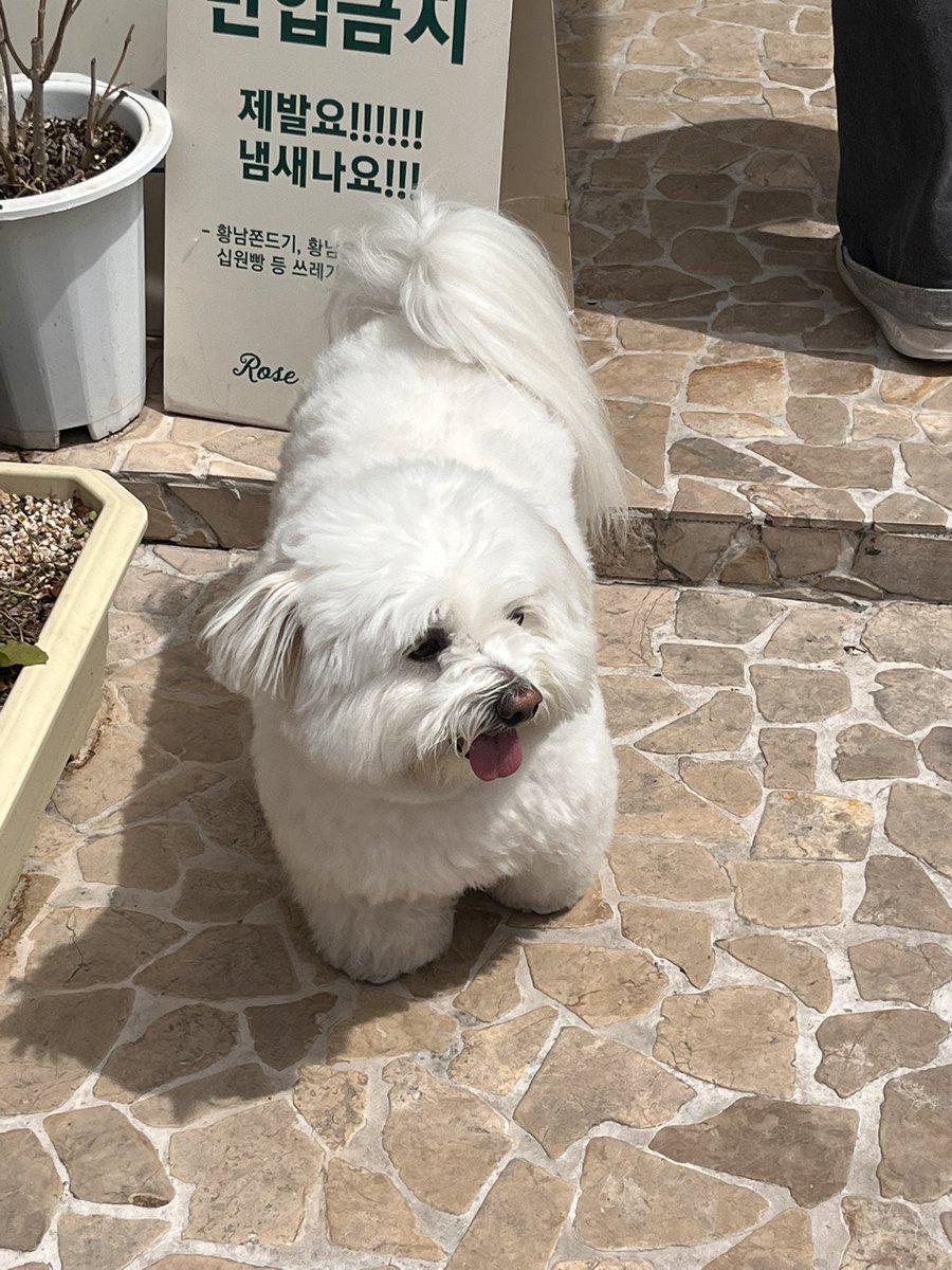 피비 tweet media