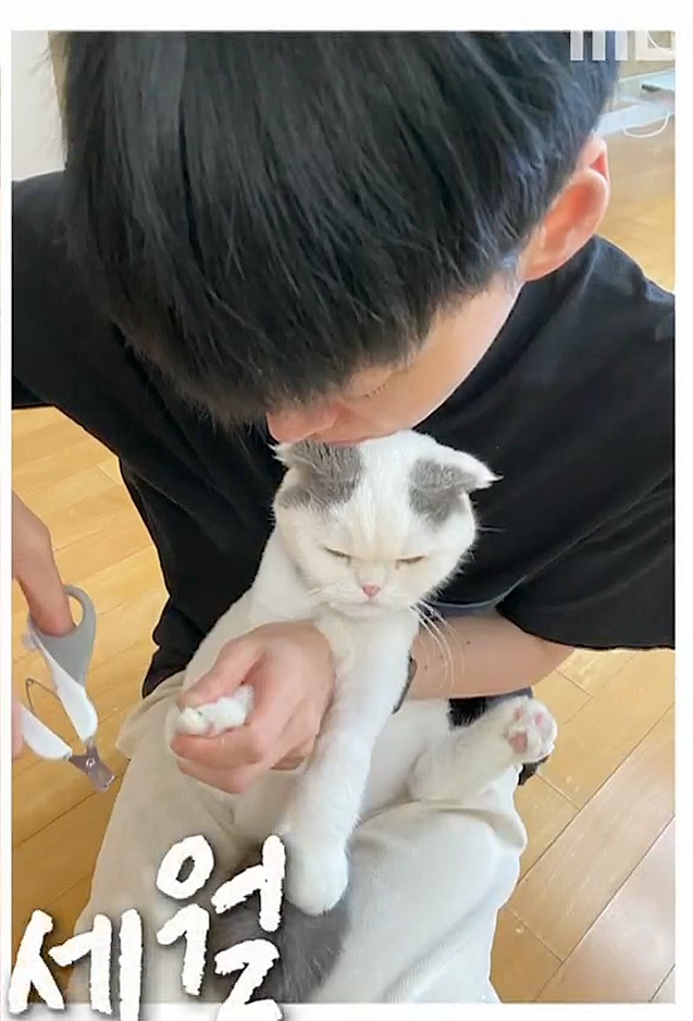 순둥고양이 발톱깎기