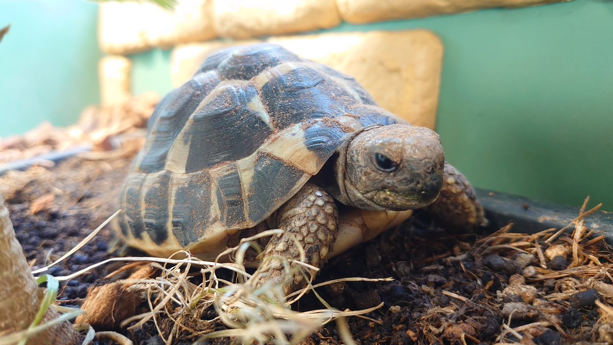 僕ペクチンです🐢
凛々しく撮ってもらいました(๑•̀ㅁ•́๑)✧ｷﾘｯ